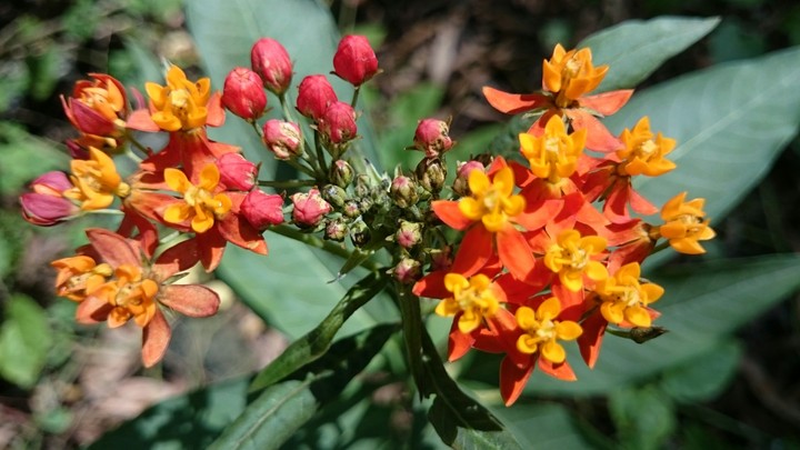 flor