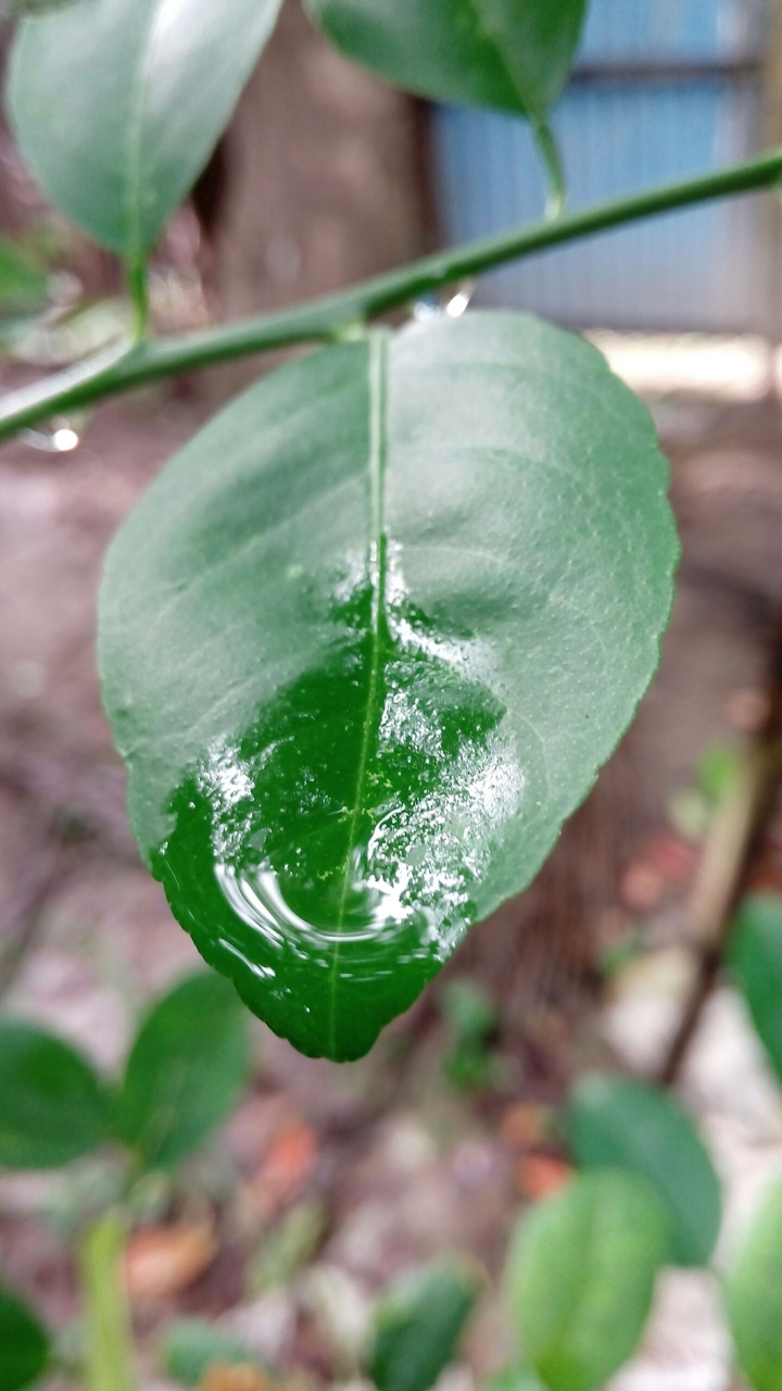 lemon leaf and dew