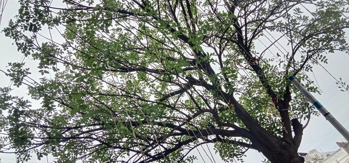 tree❤️