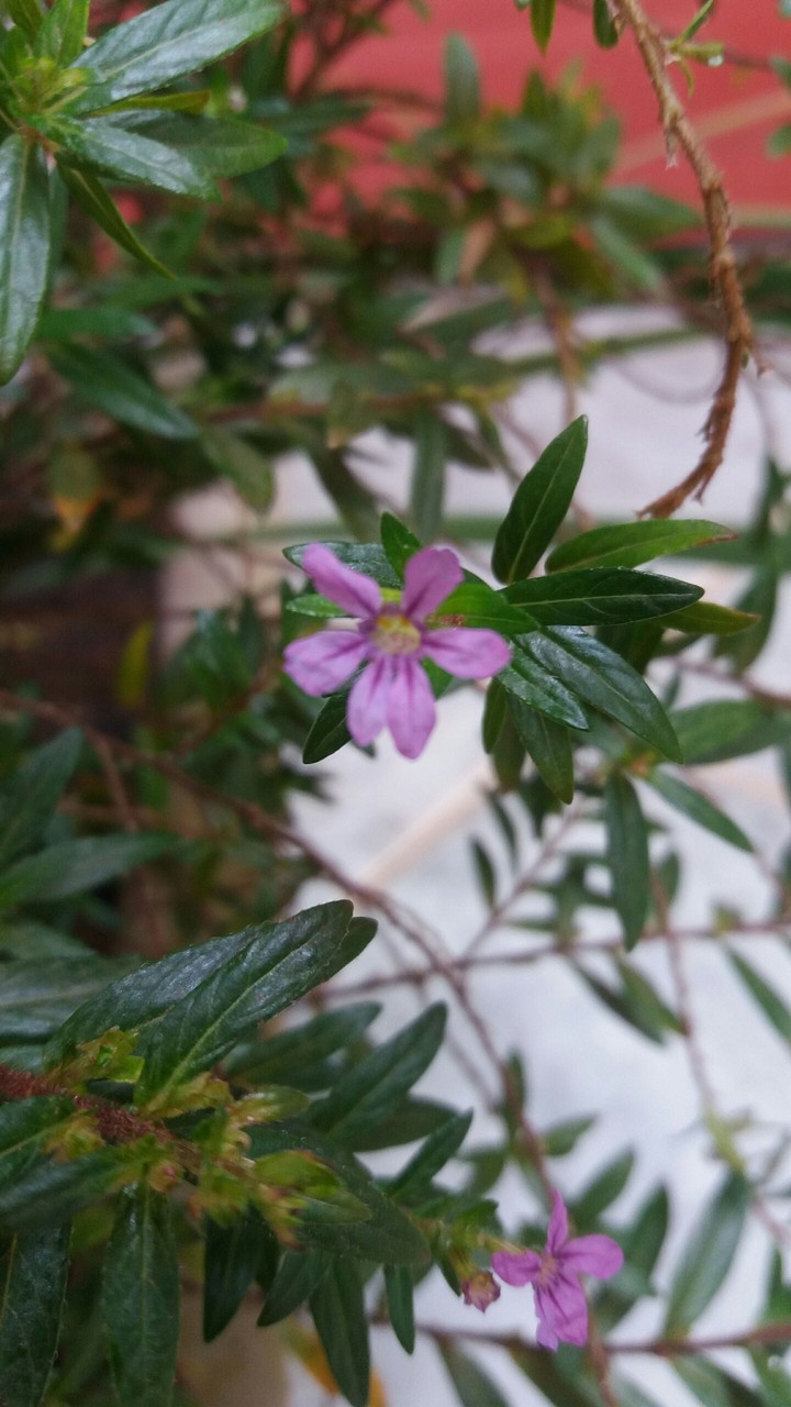 Flor