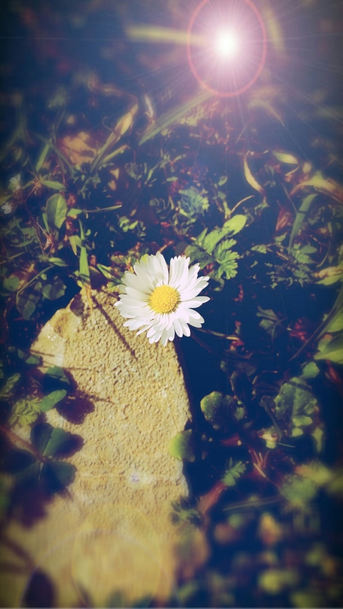 flower