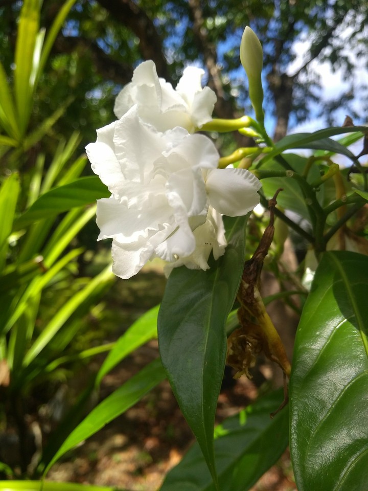 flower