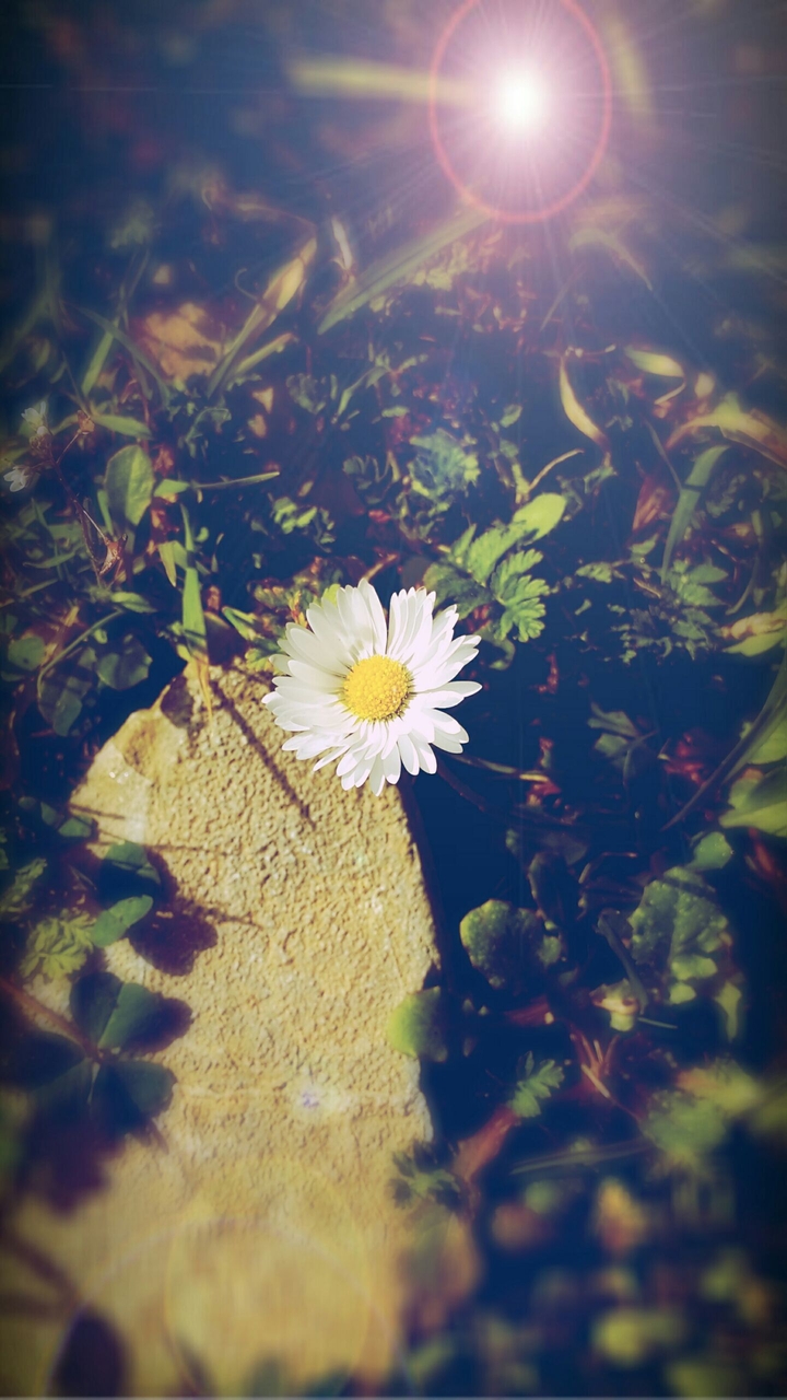 flower