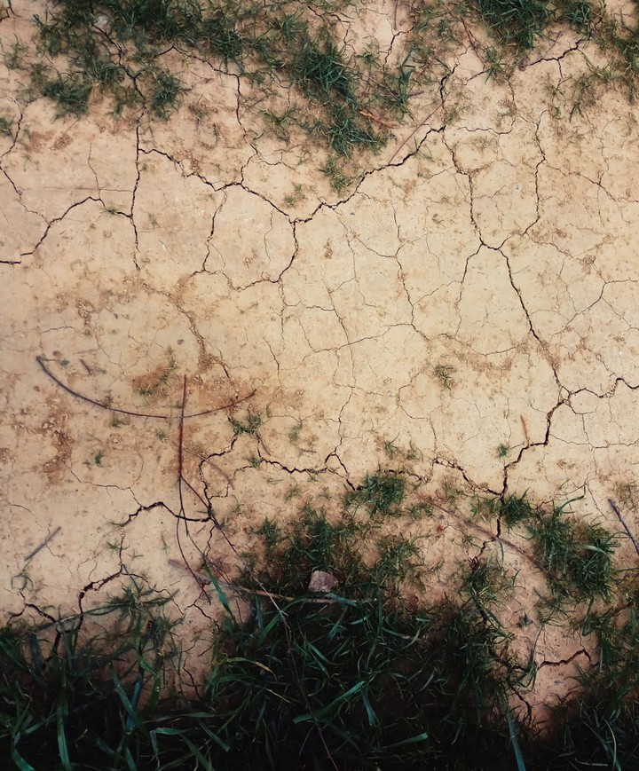 grass in garden