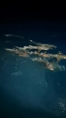 nurse sharks
