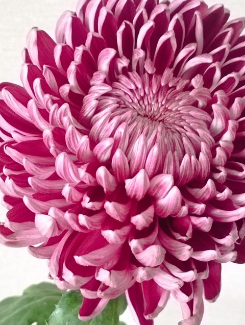 רקעים floristry, magenta