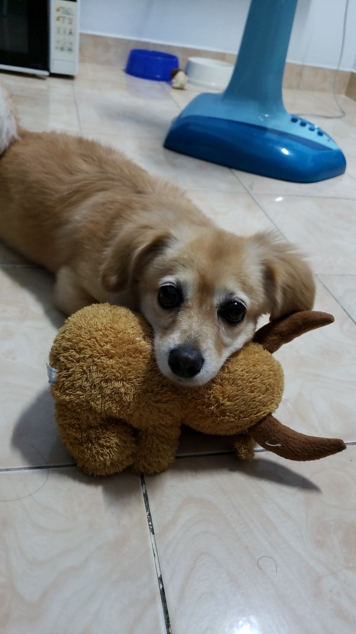 Dog
