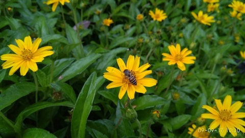 flower