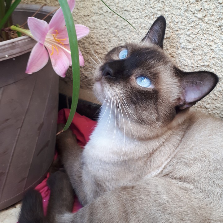 minou