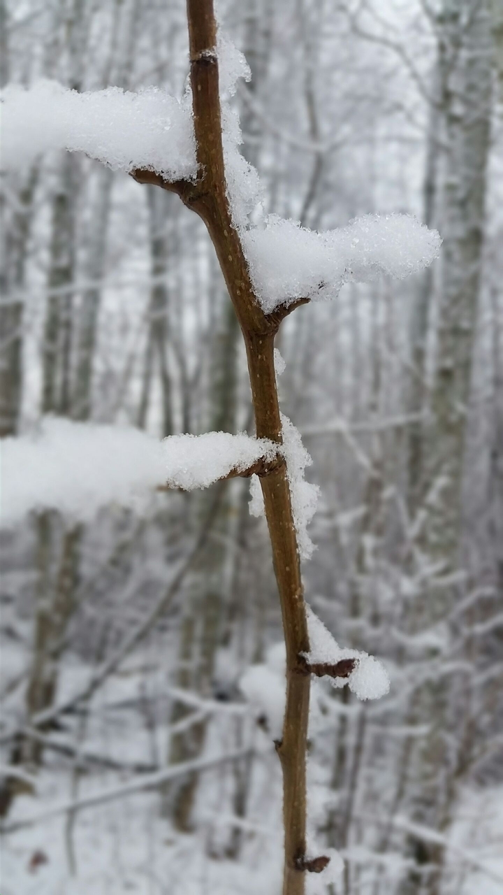A branch and snow