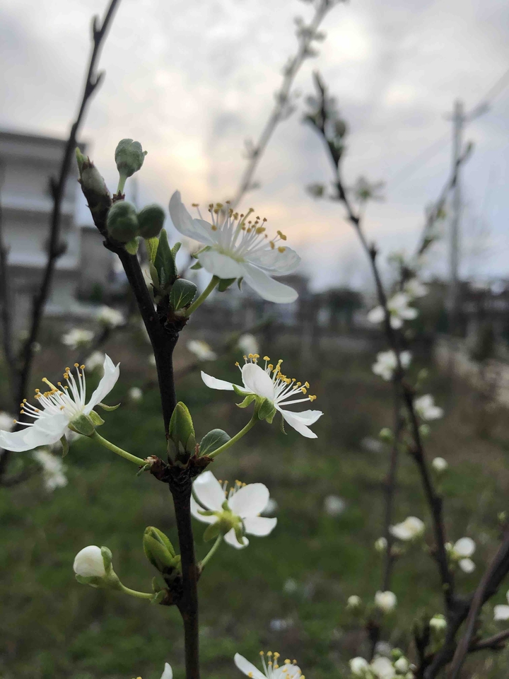 spring is come