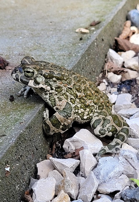 sfondi iguania, amphibian