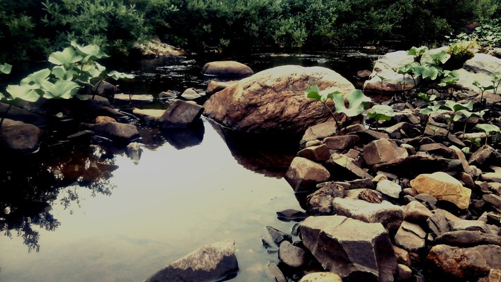 природа