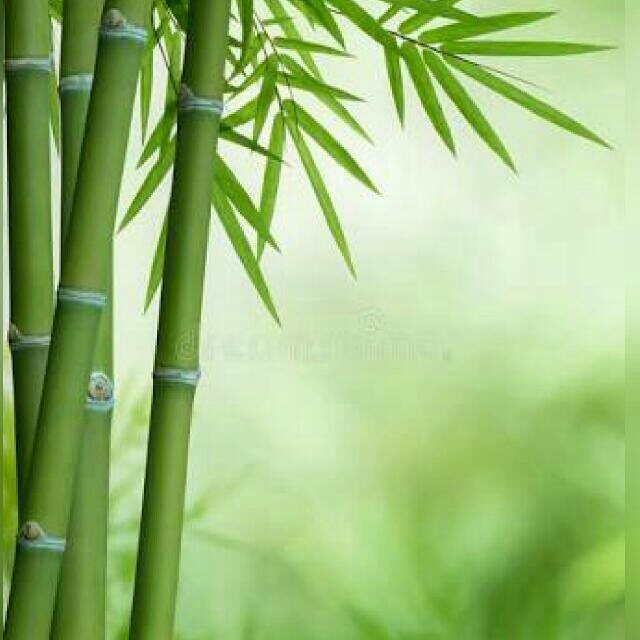 bamboo