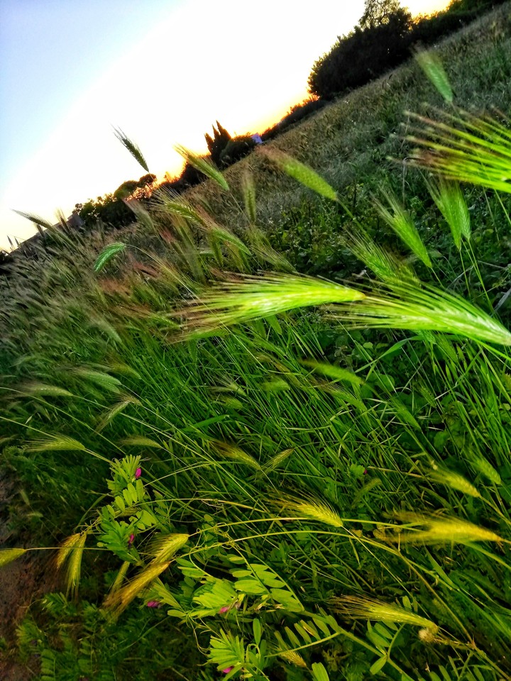 Natura