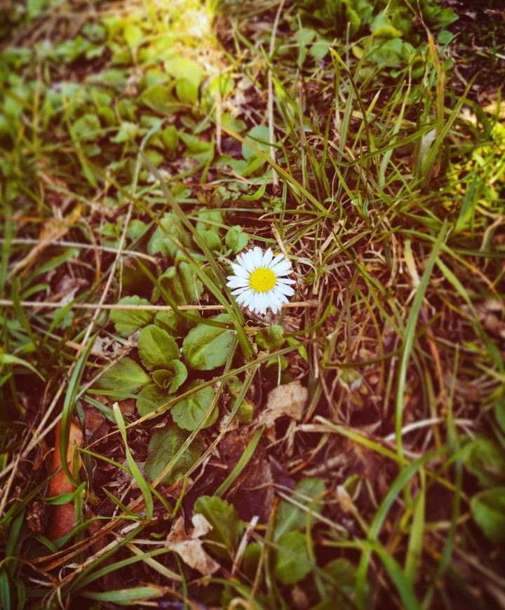 Primavera