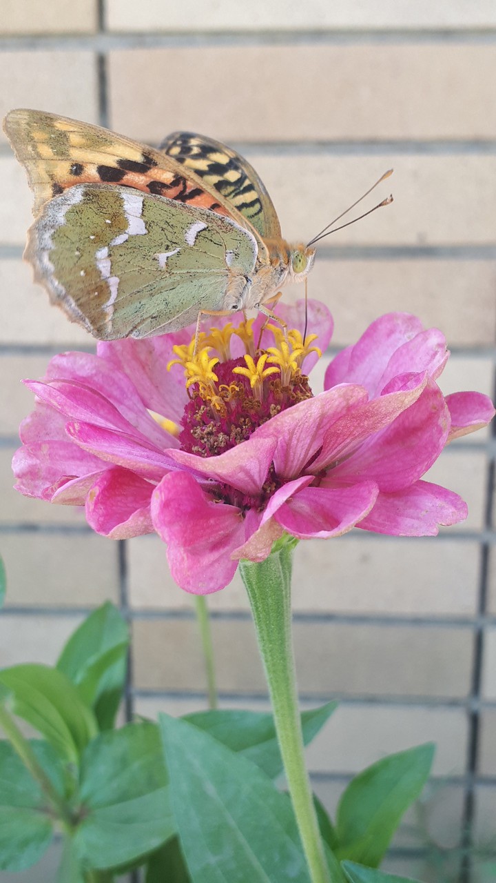 butterfly