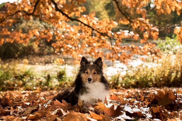 Коллі