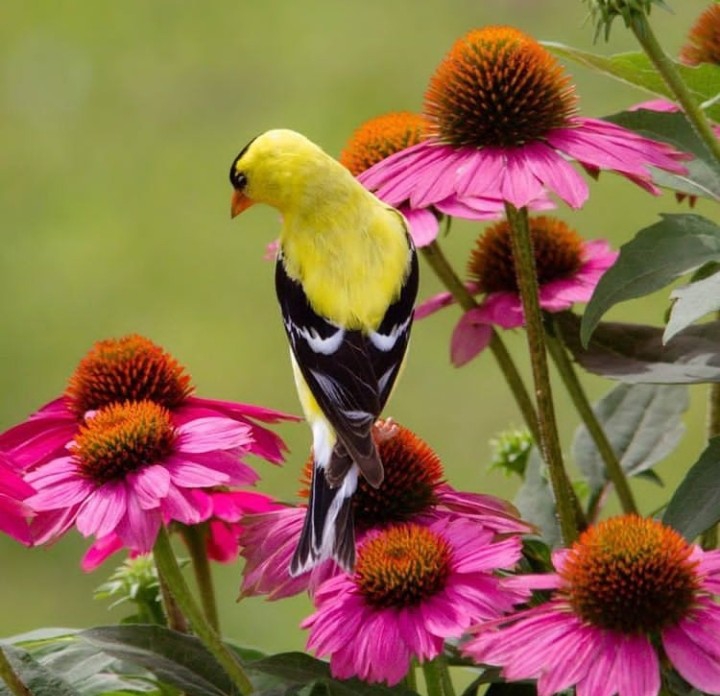 Bird