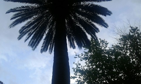 arecales, tree壁纸