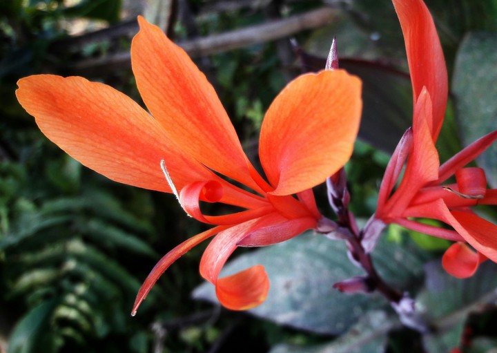 Orange Blooms