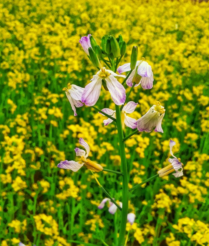 lovely flower
