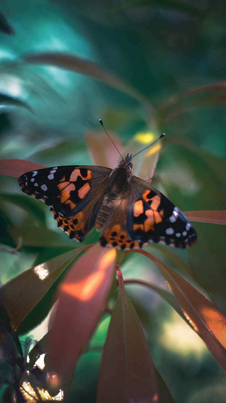 Butterfly