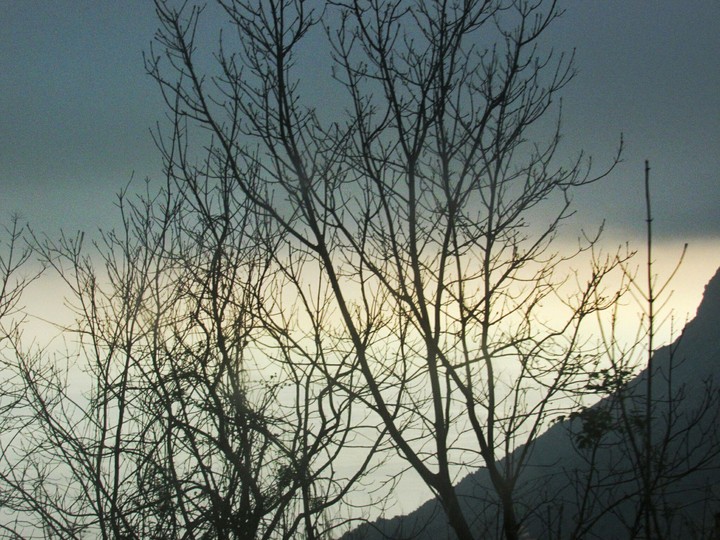 trees
