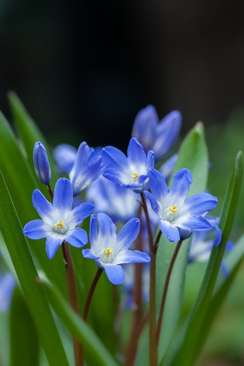 тапети wildflower, flower