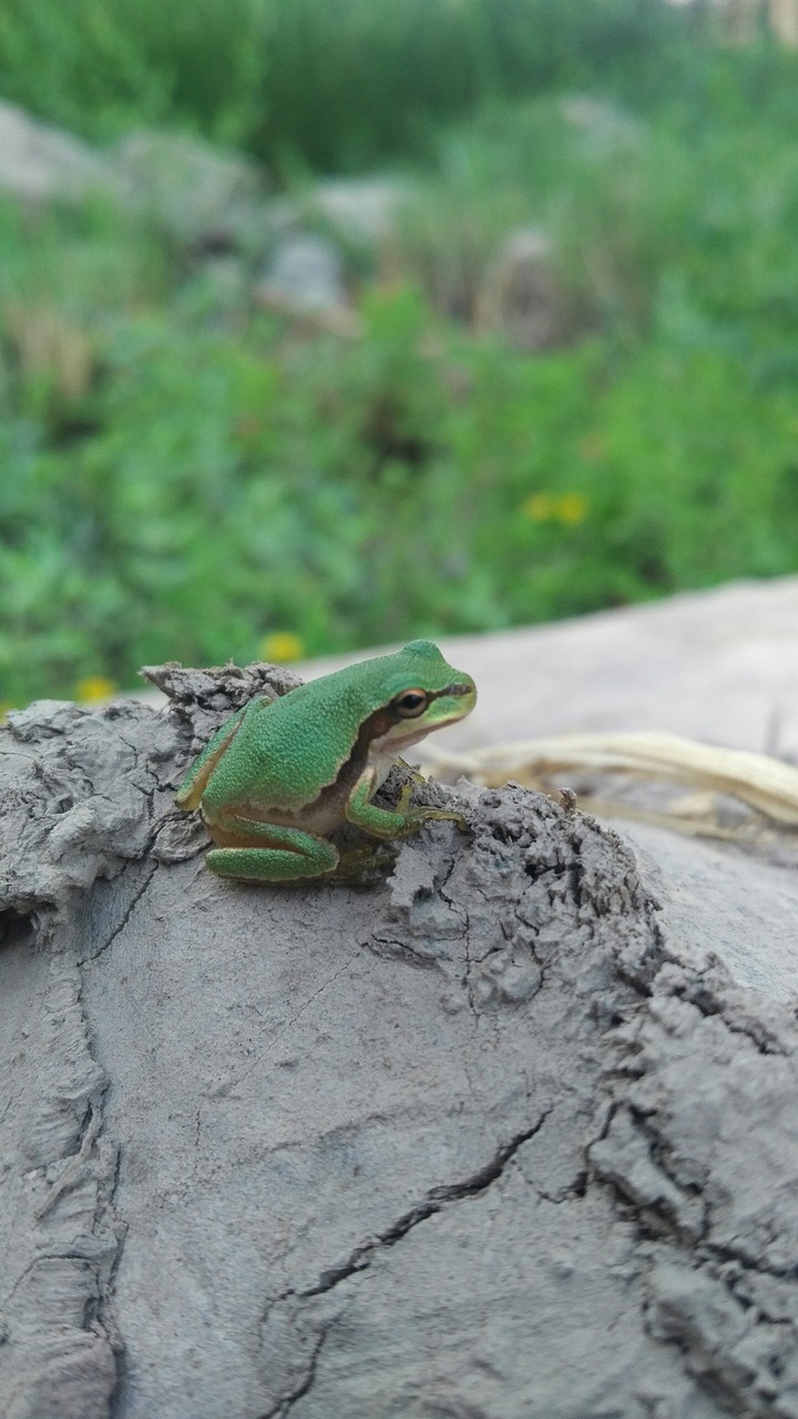 frog