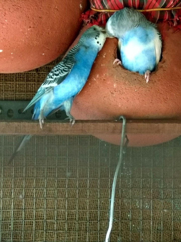 love birds spreading love