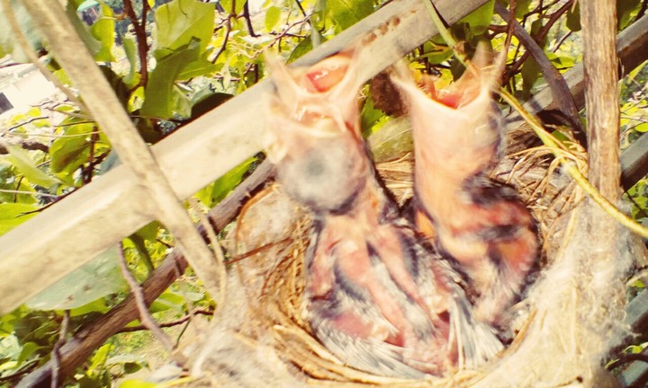 Babies!