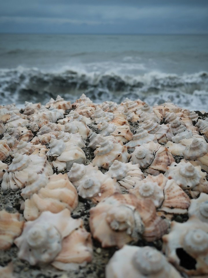 sea
