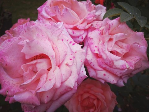 flower, rose वॉलपेपर