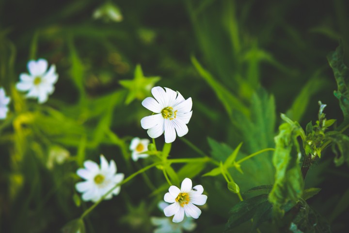 fieldflowers