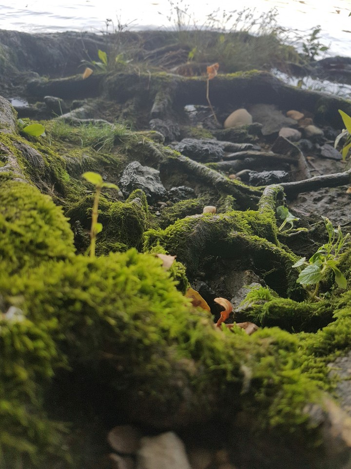 looks like a fairy garden