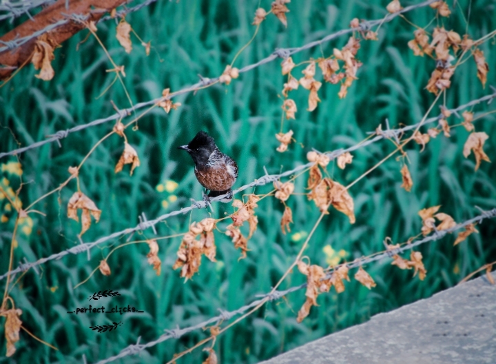 birds