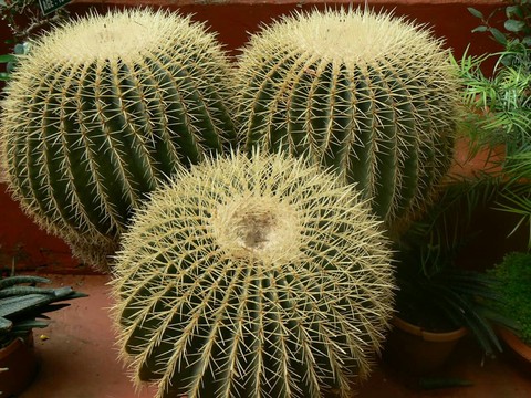 Cactii