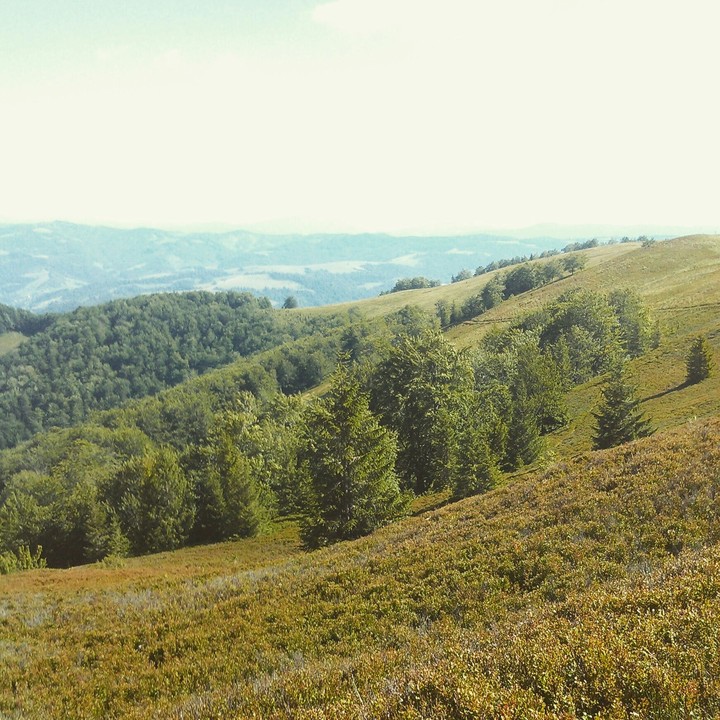 A forest on the mountain...