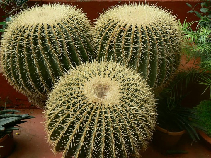 Cactii