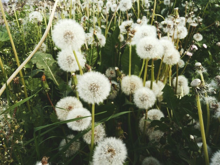 Dandelion field