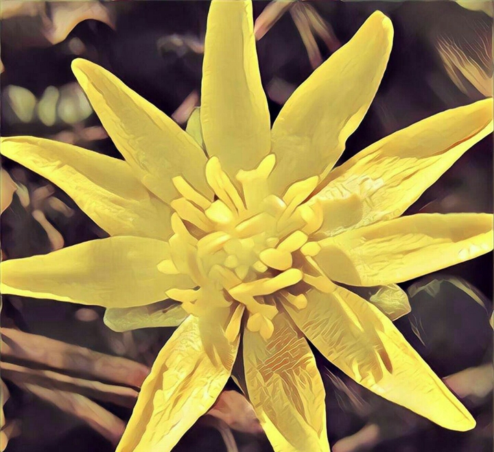 flower