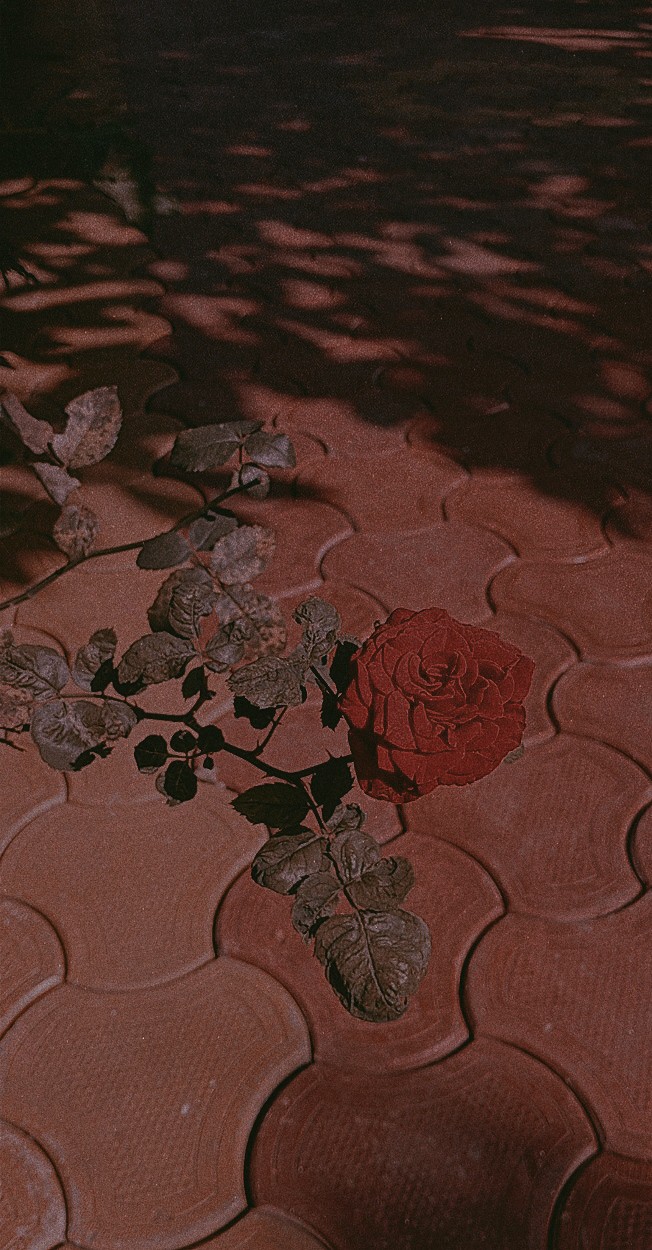 rose aesthetic flower in the garden
