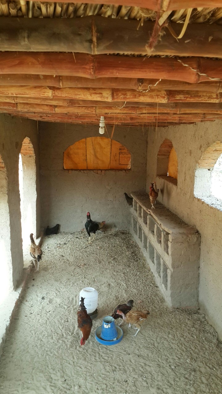 chicken hut