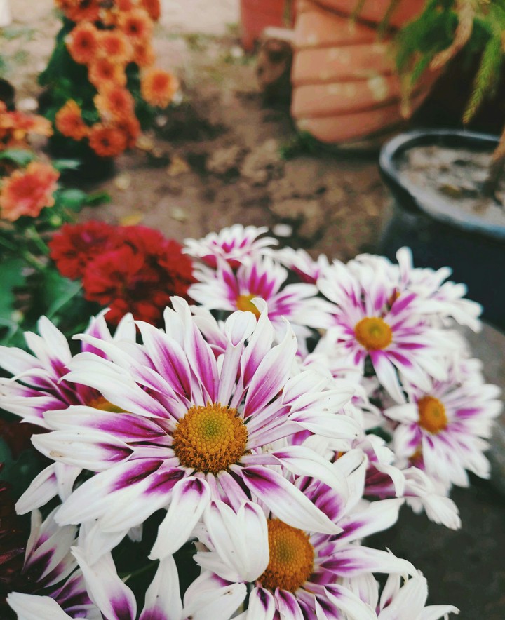 flower