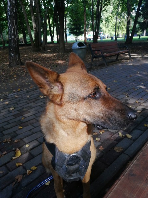 My lovely dog Ada
