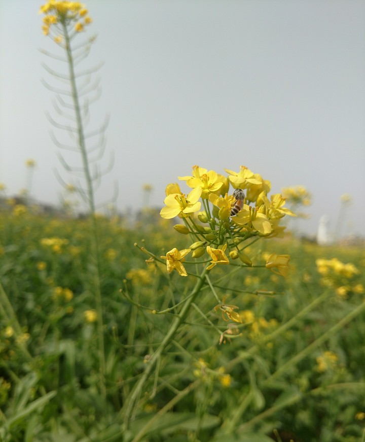yellow  flower