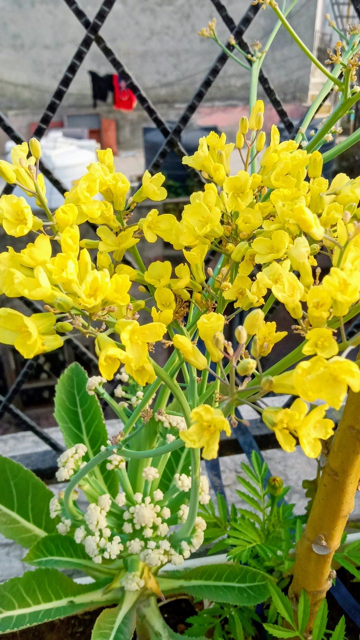 flowers