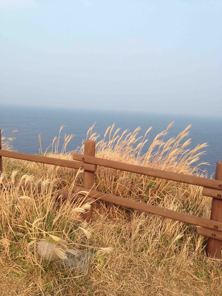 갈대