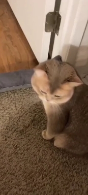 Kittens.